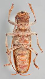   Monochamus titillator  female ventral 
